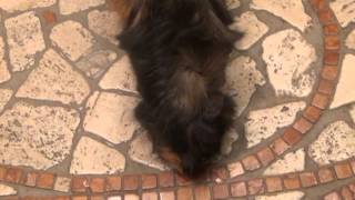 Il Mio Amico Spartacus