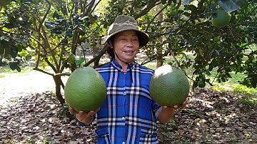 Giá bưởi cứ như vầy nhà vườn xây nhà lầu sắm xe hơi quá dễ dàng.