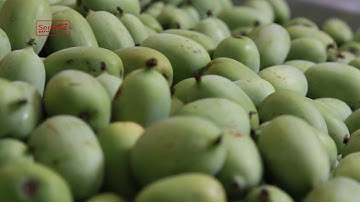 Processing and sorting line for kiwi berry - DAYTONA KIWI BERRY