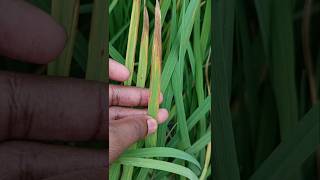 Potassium deficiency in rice | Diseases in rice Potassium deficiency in rice | Diseases in rice