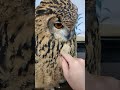 フクロウの肉付きチェック中(竜骨突起辺りを触っています)(〇v〇) #shorts