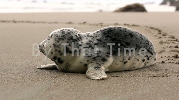 Wellness Warehouse Introduction Video