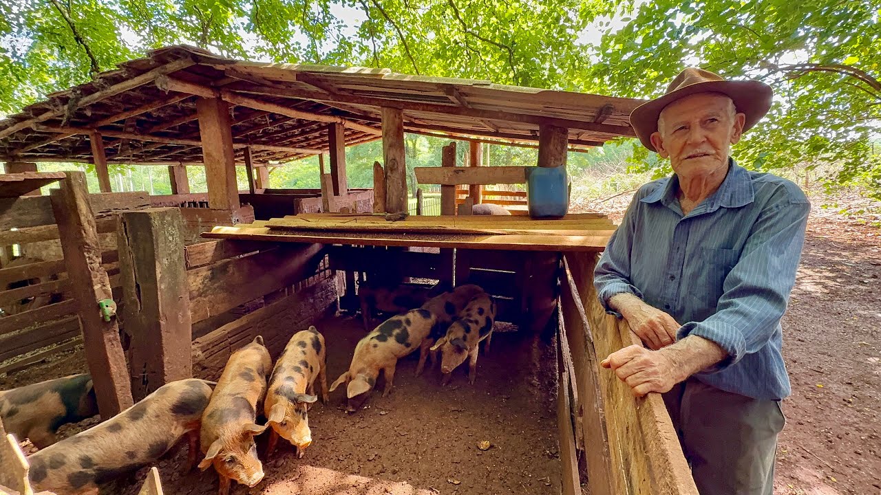 Voltei no sítio do seu Antonio Francisco# hoje com 85 anos mas firme na lida