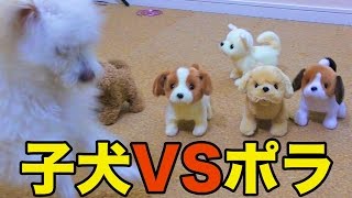 子犬5匹とポラご対面!! 【トイプードル】　PDS