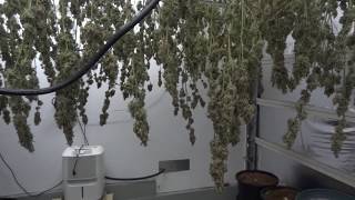 Site M - Blue Dream Cannabis Grow - Harvest Update