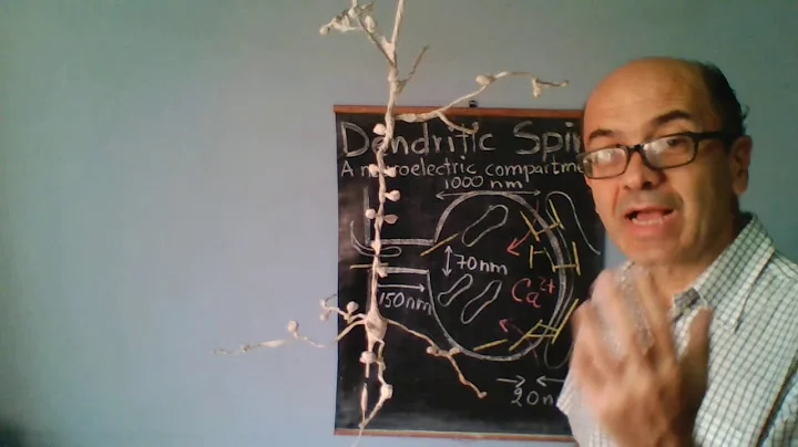 Dendritic Spines in Pyramidal Neurons and Memory in Neuroelectric Minds