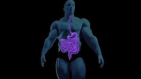 Human Anatomy Ch 23 The Digestive System P1