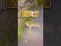 今にも産卵しそうなトノサマガエル #frog #カエル #野生動物