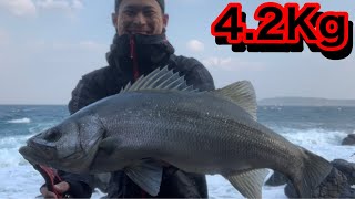 サーフェスウィング147Fだけにヒラスズキが反応した!?