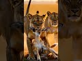 Lion Catches Deer… But Watch What Happens! Shocking Wildlife Escape! #wildscenes #raisingwild