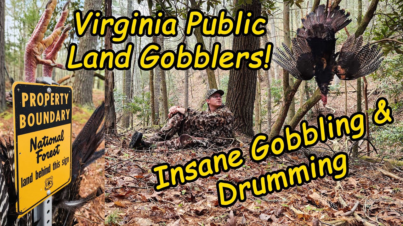 Virginia Public Land Turkey Hunting, Two Longbeards In Two Days