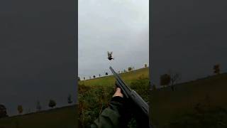 chasse faisan/pheasant hunting