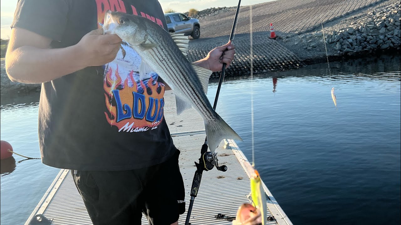 California delta striper and bass fishing YouTube