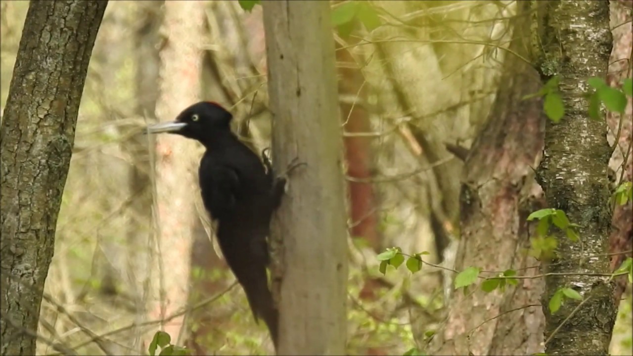 Black woodpecker song - picchio nero in canto (Dryocopus martius)