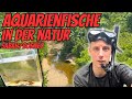 Traumhafte natur  jede menge fischarten  sascha hoyer borneo vlog