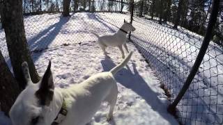 Bull Terriers In Snow
