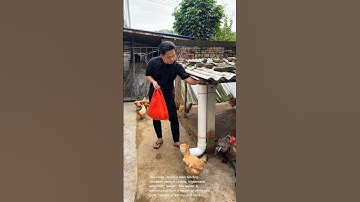 Clever Chicken Feeder: DIY Automatic Chicken Feeder