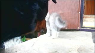 Котик без имени ловит бабочку Котик без имени ловит бабочку