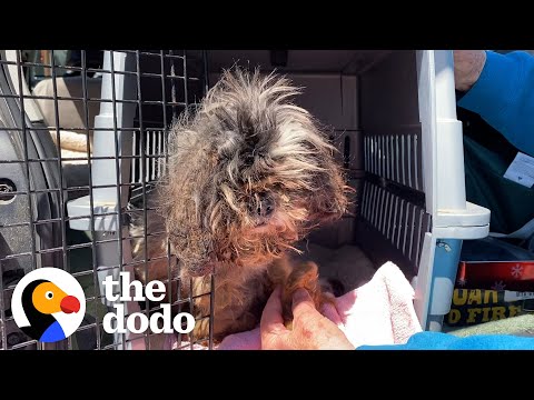 Video: Pet Scoop: Pes zachránený z diaľnice po havárii, mačiatko nájdené v troskách ohňa