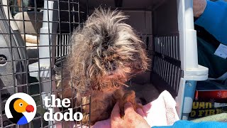 Dog Rescued From A Box After 16 Years Gets To Be A Puppy For The First Time | The Dodo thumbnail