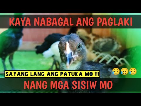 Video: Mga Tip sa Malunggay - Mga Trick Para sa Pagpapainit ng Malunggay
