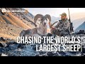 Marco Polo Sheep Hunt- Chasing the world's biggest sheep