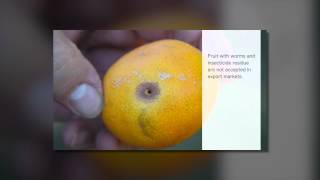 Nuclear techniques for sustainable pest management FAO (EN)