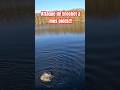 Attaque de brochet en direct et à mes pieds #fishing #peche #fish #pike #brochet