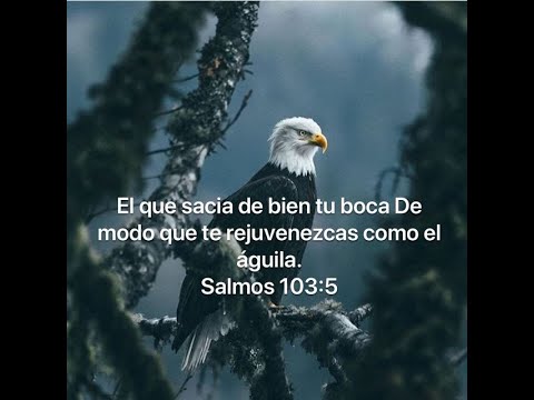 Salmos 103:5 El que sacia de bien tu boca De modo que te rejuvenezcas como  el águila. - Levanta tu vuelo águila!