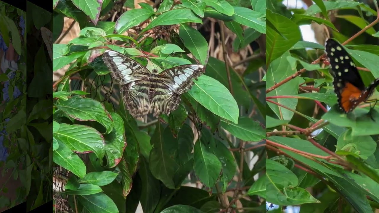 Scottsdale Butterfly