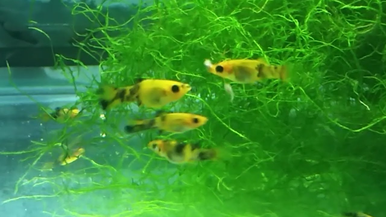 Molly fry care guide - how to raise molly fry tips, feeding and tank