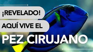 Dónde Vive El Pez Cirujano Azul Y Qué Come Increíble