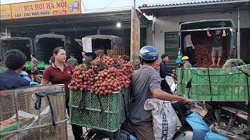 Cập nhật giá vải hôm nay 10/7/2025 giá tụt hơn nhiều vải khó bán