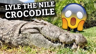 Lyle the Nile Crocodile Smallest to Biggest!