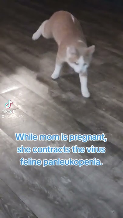 what-is-cerebellar-hypoplasia-chcats-cats-catshorts-catsofyoutube