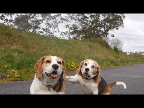 Video: Spunky Beagle kører til borgmester i Austin og hans kampagne løfter for at redde liv