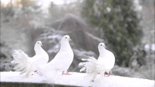 Jodle Birge, Tre hvide duer chords
