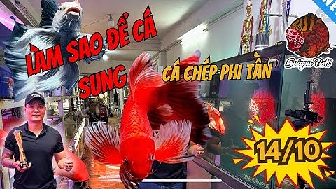 Làm Thế Nào Để Cá Chép Phi Tần Sung Hơn, Khỏe Hơn Ngày 14/10 | Bí Quyết Chăm Cá Chép Cảnh Đẹp