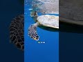 Saving  a sea turtle was trap in a fishing net. #animal