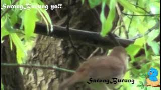 kicau burung sikatan londo durasi panjang di alam liar