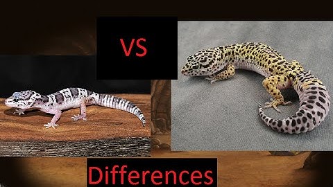 Mack snow vs Normal Leopard gecko differences