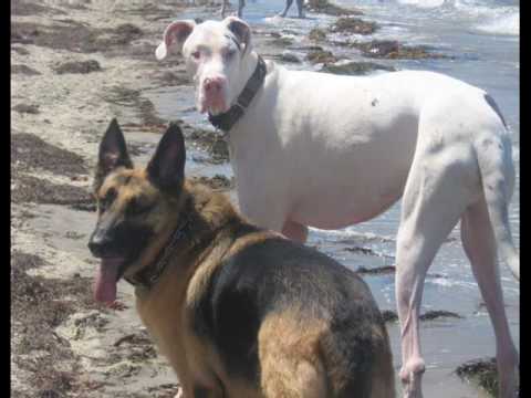 IN MEMORY OF TITAN THE GREAT DANE.wmv