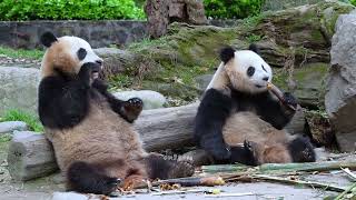 Honest Bear Vs. Heart-Minded Bear, Giant Panda Qiao Xiaoba, Giant Panda Qiao Chunyu, Giant Panda