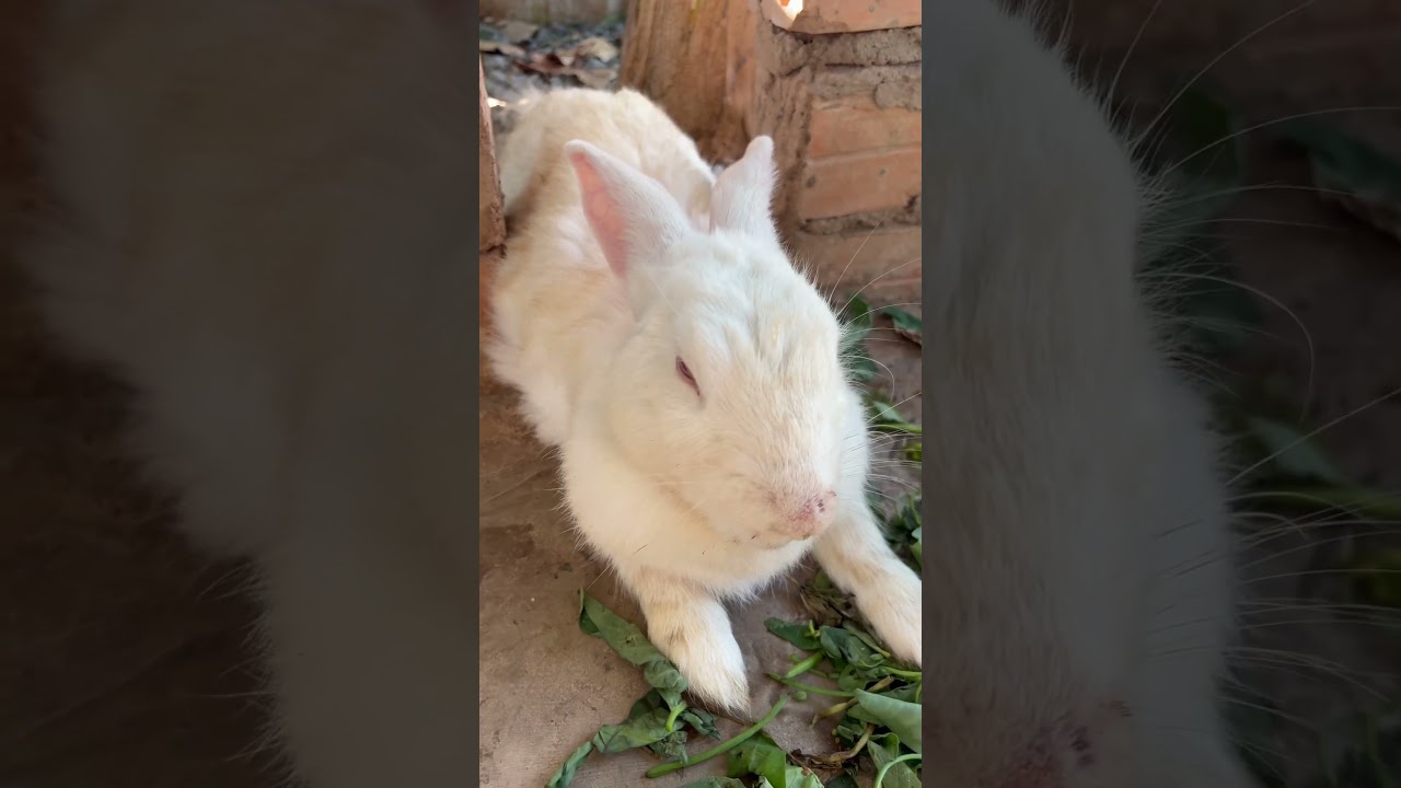 Hare-larious Hijinks: Best Funny and Cute Bunny Clips! 🎥🐰 