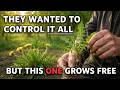 Rockefeller Changed Food & Medicine, But This Survival Plant Still Grows Free