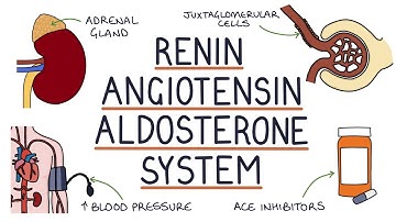 Renin Angiotensin Aldosterone System (RAAS)