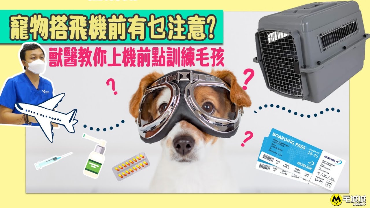 寵物移民 寵物搭飛機前有乜注意 獸醫教你上機前點訓練毛孩醫生 打鎮靜劑我們很少做 Youtube