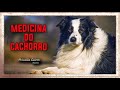 Medicina Animal de Poder do Cachorro Tudo sobre Fidelidade e Curiosidade com esse Totem!