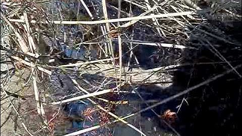 Duck Blind Building Part 2