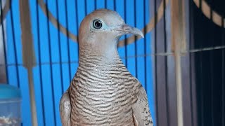 #suaraburung  #burungperkutu Suara Pancingan Burung Perkutut lokal gacor manggung ampuh